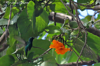 Groene kolibrie