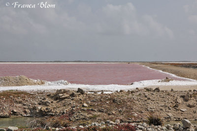 Het roze water van de zoutpannen