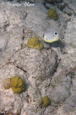 Vierogige koraalvlinder - Chaetodon capistratus