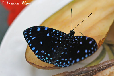 Hamadryas laodamia
