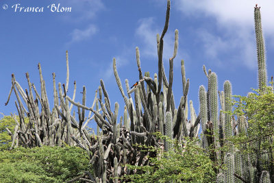 Oranje troepiaal in de cactus