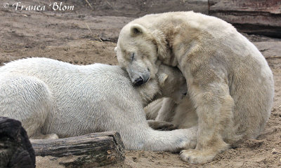 Moeder ijsbeer valt in slaap bij het zogen