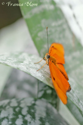 Dryas julia - Oranje passiebloemvlinder