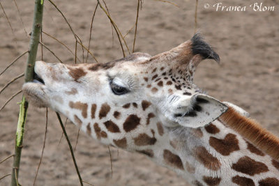 Vrij jonge giraffe