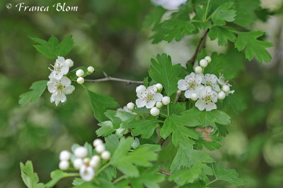 Crataegus monogyna - Enstijlige meidoorn