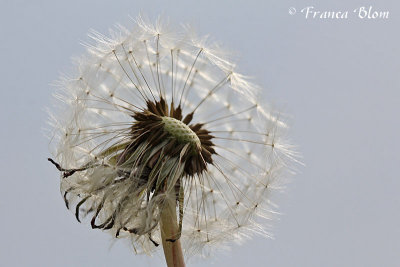 Taraxacum officinale - Paardenbloem