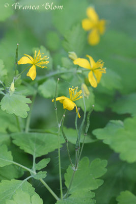 Chelidonium majus - Stinkende gouwe