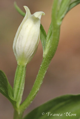 Cephalanthera damasonium - Bleek bosvogeltje