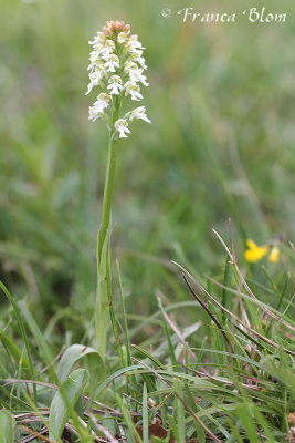 Orchis ustulata - Aangebrande orchis