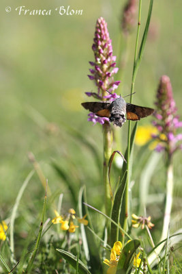 Kolibrievlinder. - Macroglossum stellatarum