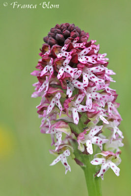 Orchis ustulata - Aangebrande orchis