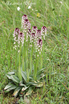 Orchis ustulata - Aangebrande orchis