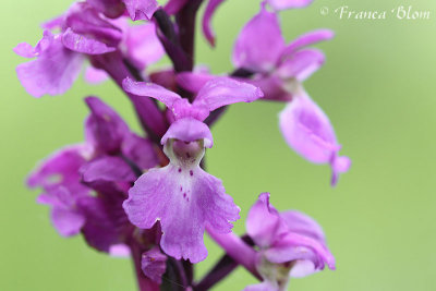 Mannetjesorchis - Orchis mascula