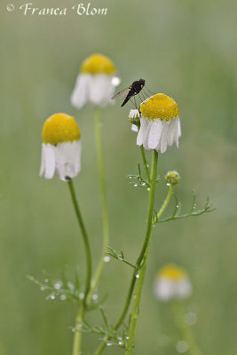 Matricaria chamomilla - Echte kamille