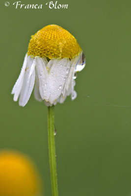 Matricaria chamomilla - Echte kamille