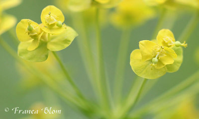 Euphorbia cyparissias - Cipreswolfsmelk