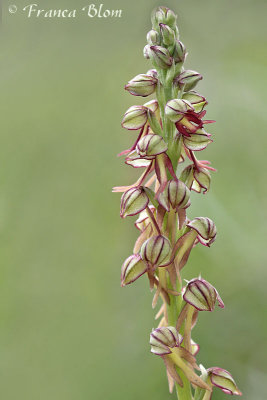 Orchis anthropophora (Aceras anthropophora) - Poppenorchis