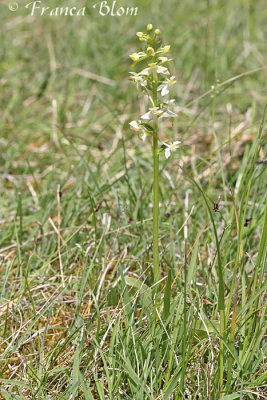 Platanthera chlorantha - Bergnachtorchis