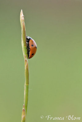 Zevenstippelig lieveheersbeestje - Coccinella septempunctata