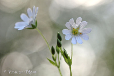 Stellaria holostea - Grote muur