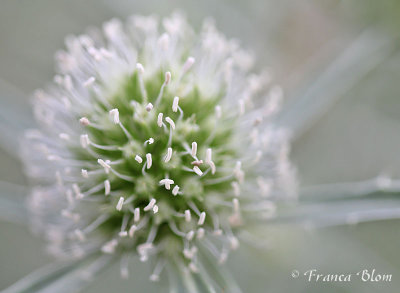 Eryngium campestre - Kruisdistel