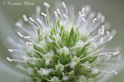 Eryngium campestre - Kruisdistel 