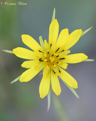Tragopogon pratensis - Gele morgenster