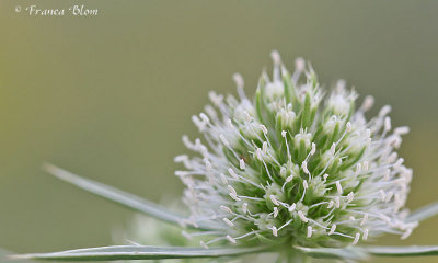 Eryngium campestre - Kruisdistel