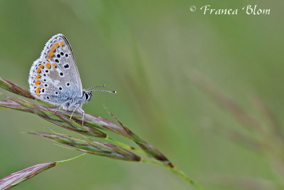 Icarusblauwtje - Polyommatus icarus