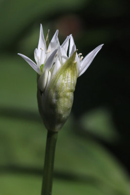 Allium ursinum - Daslook