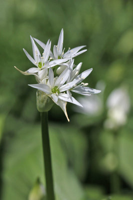 Allium ursinum - Daslook