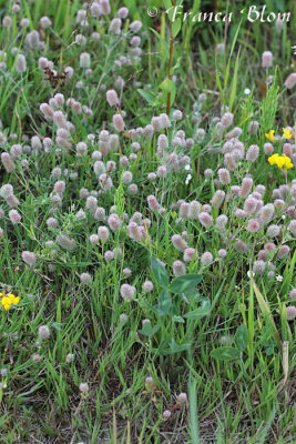Trifolium arvense - Hazenpootje