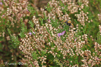 Stekelsluipvlieg - Tachina grossa