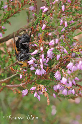 Stekelsluipvlieg - Tachina grossa