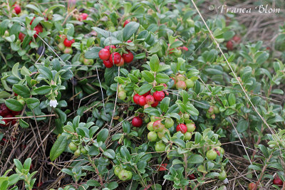 Vaccinium vitis-idaea - Vossenbessen (rode bosbessen)