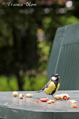 Koolmees - Parus major