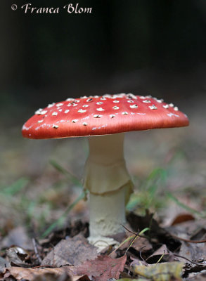 Amanita muscaria - Vliegenzwam