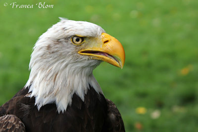 Amerikaanse zeearend
