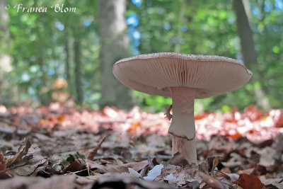 Amanita rubesens - Parelamaniet