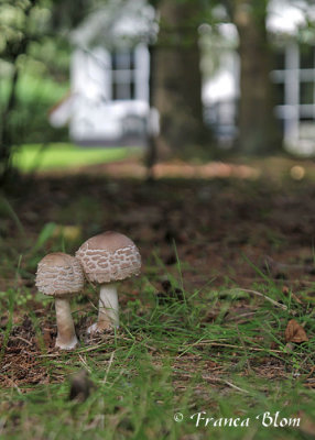 Macrolepiota rachodes - Knolparasolzwam