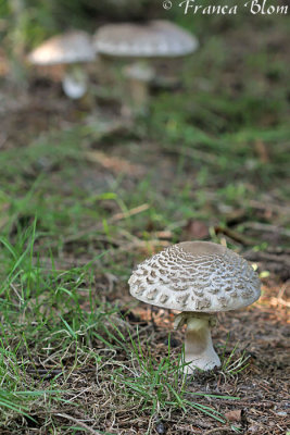 Macrolepiota rachodes - Knolparasolzwam