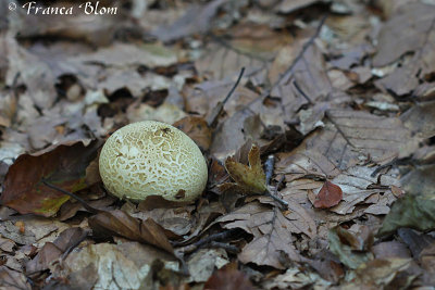 Scleroderma citrinum - Gele aardappelbovist