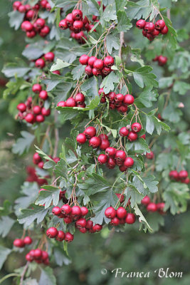 Crataegus monogyna - Enstijlige meidoorn