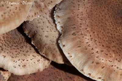 Armillaria ostoyae - Sombere honingzwam