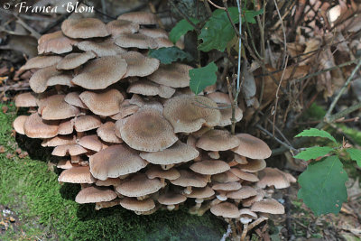 Armillaria ostoyae - Sombere honingzwam