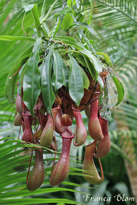 Nepenthes - Bekerplant