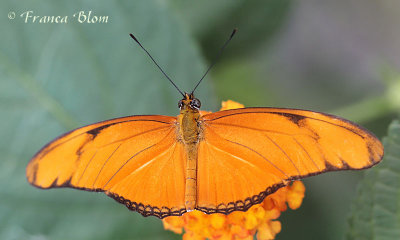 Dryas julia - Oranje passiebloemvlinder 