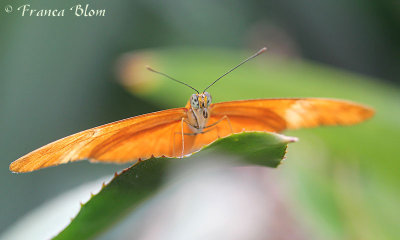 Dryas julia - Oranje passiebloemvlinder