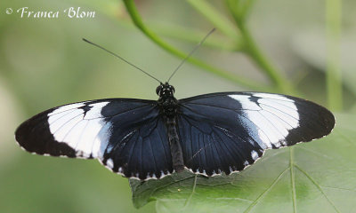 Heliconius sapho