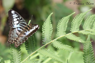 Parthenos sylvia